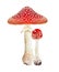 Red poison mushroom amanita