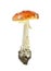 Red poison mushroom isolated on white background. Amanita muscaria, fly agaric