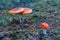 Red poisonous Amanita mushrooms