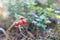 Red poisonous berries of a snowdrop