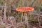 Red poisonous fly agaric `Amanita Muscaria` mushroom with flat cape growing between dry grass