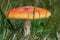 Red poisonous mushroom in green grass macro. Dangerous amanita plant fungi