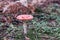 Red poisonous mushroom with red dots in a natural european forest environment full of grass, moss and pines. Fly Agaric, Amanita M