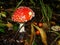 Red poisonous mushroom with white dots on wet grassy soil, with shallow dof. Amanita muscaria