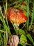 Red poisonous mushroom with white dots on wet grassy soil, with shallow dof. Amanita muscaria