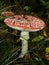 Red poisonous mushroom with white dots on wet grassy soil, with shallow dof. Amanita muscaria