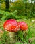 Red poisonous toadstools in the green forest