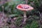 Red poisonous toxic red mushroom Fly Agaric fungus hallucinogenic Amanita Muskaria in a forest natural green environment full of m