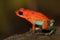 Red Poisson frog Granular poison arrow frog, Dendrobates granuliferus, in the nature habitat, Costa Rica. Rare Amphibien in the tr