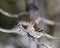 Red poll Bird Stock Photos.  Red poll bird close-up profile view perched. Image. Picture. Portrait