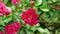 Red polyantha rose bush 4k