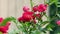 Red polyantha rose bush 4k