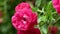 Red polyantha rose bush 4k