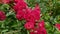 Red polyantha rose bush 4k