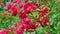 Red polyantha rose bush 4k