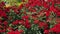 Red polyantha rose rosa multiflora and gardener hand in green glove