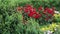 Red polyantha rose rosa multiflora and gardener hand in green glove