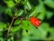 Red pomegranate blossom