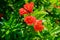 Red pomegranate flower and green leaves on summer sunbeams.