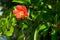 Red pomegranate flower and green leaves on summer sunbeams.