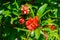 Red pomegranate flower and green leaves on summer sunbeams.