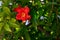 Red pomegranate flower and green leaves on summer sunbeams