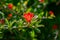 Red pomegranate flower and green leaves on summer sunbeams.