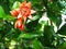 Red Pomegranate flower open