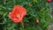 Red pomegranate flower photo left side of aligned