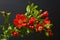 Red Pomegranate flowers Punica granatum branch isolated on dark background