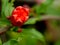 Red Pomegranate Fruit Open The Fruit Peel