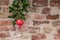 Red pomegranate fruit on a tree branch on a brick wall background