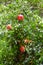 red pomegranate fruits on green tree in Tbilisi