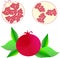 Red pomegranate, green leafs on white background, hand drawing, painting. Healthy eating, fruit, organic, packaging design