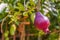 The Red pomegranate Punica granatum Growing in Your Garden
