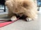 Red Pomeranian Spitz lies on tiled floor. Dog holds his leash in his teeth. Little dog going to walk. Dog wants to go