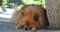 Red Pomeranian Spitz Small Dog Sleeping Under A Bench