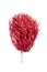 Red pompoms for cheerleaders hold sports cheer.