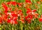 Red ponceau flowers in the green field. Nature flowers image concept in the field. Red flowers with green grass.