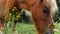 Red pony close-up chews grazing on a flower meadow. Pony farm in Lungau, Austria