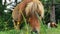 Red pony close-up eats grass and flowers in a pasture in Austria. Pony farm in Lungau, Austria