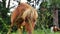 Red pony close-up grazing in the paddock. Pony nibbles grass close-up.Little cute red and black and white horses. Pony