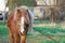 Red pony horse grazes on a leash near a country house in springtime