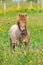 Red Pony in a summer meadow