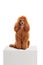 Red poodle dog with a diamond collar sitting on a white pedestal