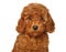 Red Poodle puppy on a white background