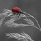 Red poplar leaf beetle, Chrysomela populi
