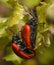 red poplar leaf beetles, chrysomela populi, mating on a green leaf