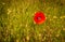 A red poppie at the Yypres Tyne Cot War Cemetary, Ypres, Belgium