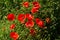 Red poppies